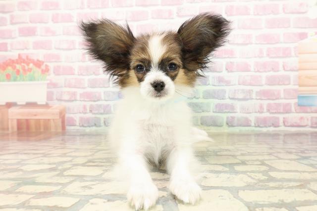 埼玉県のパピヨン (Coo&RIKU所沢店/2025年8月9日生まれ/男の子/ホワイトブラウン)の子犬の1枚目の画像