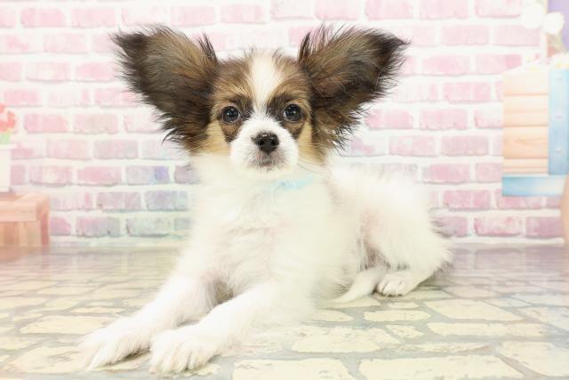 埼玉県のパピヨン (Coo&RIKU所沢店/2025年8月9日生まれ/男の子/ホワイトブラウン)の子犬の2枚目の画像