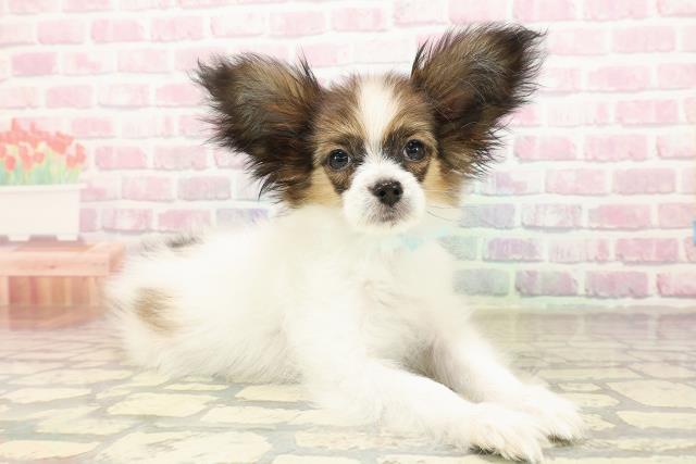 埼玉県のパピヨン (Coo&RIKU所沢店/2025年8月9日生まれ/男の子/ホワイトブラウン)の子犬の3枚目の画像