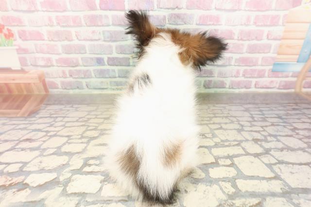 埼玉県のパピヨン (Coo&RIKU所沢店/2025年8月9日生まれ/男の子/ホワイトブラウン)の子犬の4枚目の画像