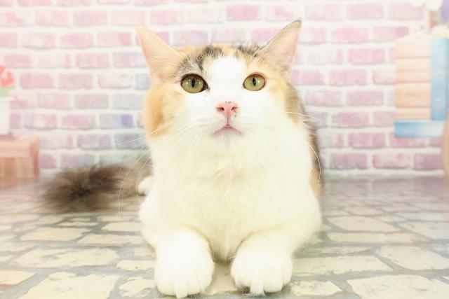 神奈川県のラガマフィン (Coo&RIKUパウ川崎店/2025年4月28日生まれ/女の子/キャリコ)の子猫