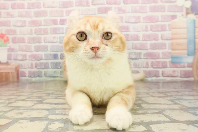 アメリカンカール