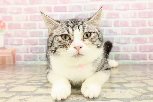 アメリカンカール