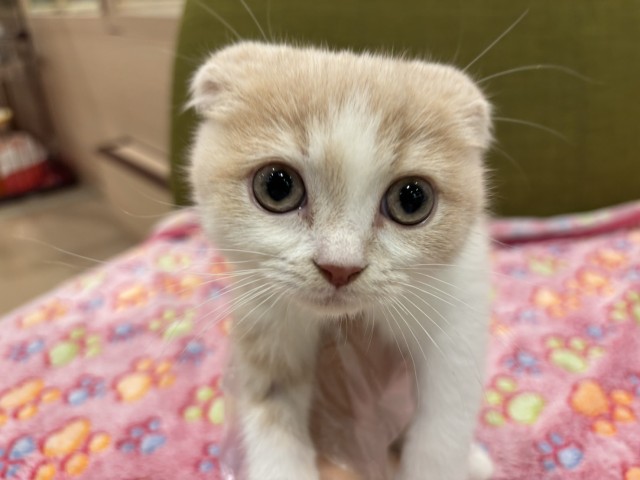 埼玉県のスコティッシュフォールド (Coo&RIKU所沢店/2025年8月23日生まれ/男の子/クリームタビーホワイト)の子猫の1枚目の画像