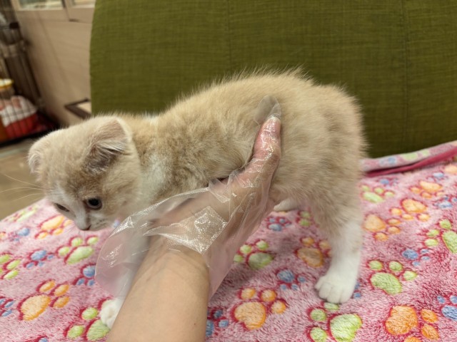 埼玉県のスコティッシュフォールド (Coo&RIKU所沢店/2025年8月23日生まれ/男の子/クリームタビーホワイト)の子猫の2枚目の画像