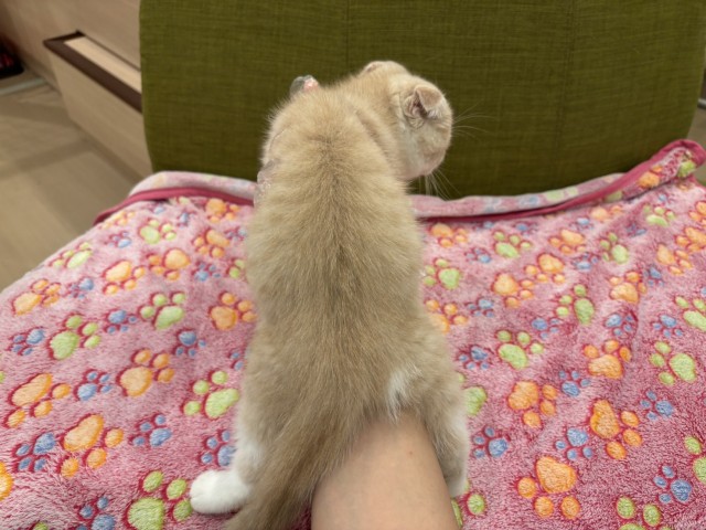 埼玉県のスコティッシュフォールド (Coo&RIKU所沢店/2025年8月23日生まれ/男の子/クリームタビーホワイト)の子猫の3枚目の画像