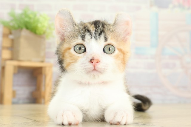 愛知県のアメリカンカール (Coo&RIKU名古屋中川店/2025年9月7日生まれ/女の子/キャリコ)の子猫の1枚目の画像