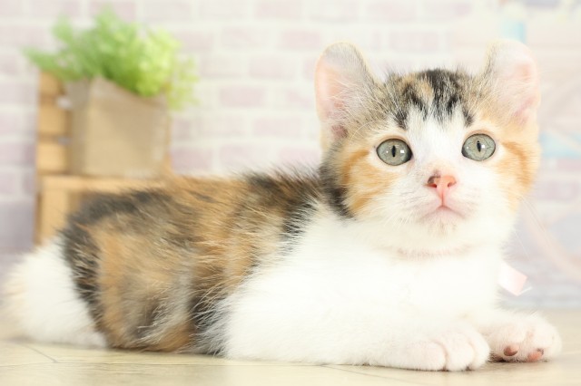 愛知県のアメリカンカール (Coo&RIKU名古屋中川店/2025年9月7日生まれ/女の子/キャリコ)の子猫の2枚目の画像