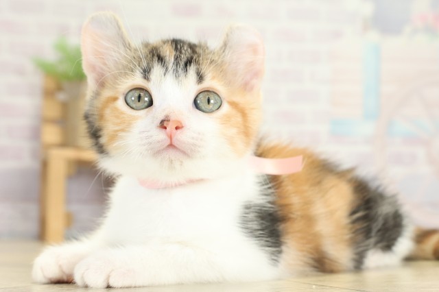 愛知県のアメリカンカール (Coo&RIKU名古屋中川店/2025年9月7日生まれ/女の子/キャリコ)の子猫の3枚目の画像