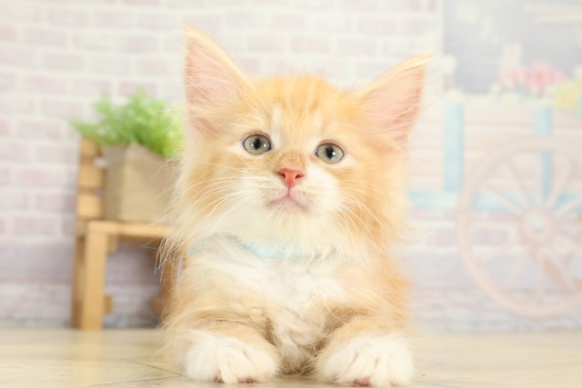 ノルウェージャン・フォレストキャット