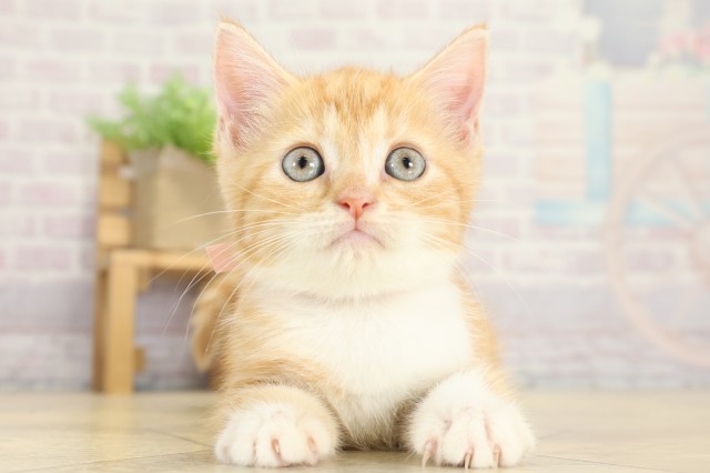 愛知県のスコティッシュフォールド (Coo&RIKU名古屋みなと店/2025年8月31日生まれ/女の子/レッドタビーホワイト)の子猫の1枚目の画像