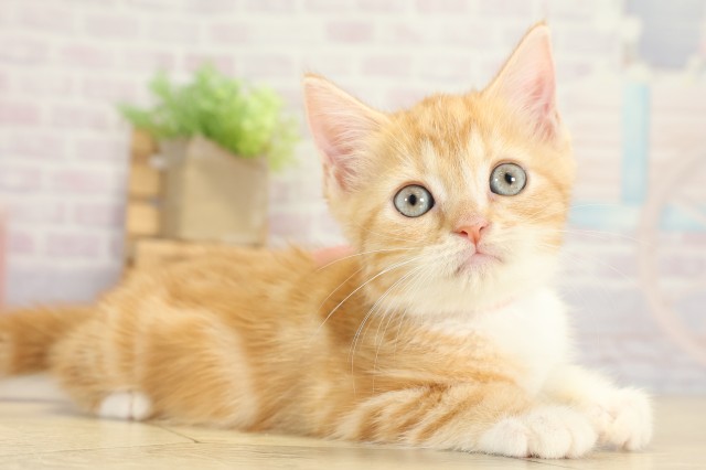 愛知県のスコティッシュフォールド (Coo&RIKU名古屋みなと店/2025年8月31日生まれ/女の子/レッドタビーホワイト)の子猫の2枚目の画像