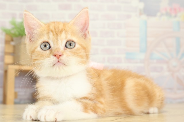 愛知県のスコティッシュフォールド (Coo&RIKU名古屋みなと店/2025年8月31日生まれ/女の子/レッドタビーホワイト)の子猫の3枚目の画像