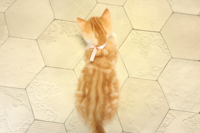 愛知県のスコティッシュフォールド (Coo&RIKU名古屋みなと店/2025年8月31日生まれ/女の子/レッドタビーホワイト)の子猫の4枚目の画像