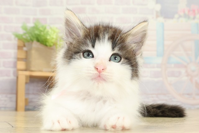 三重県のノルウェージャンフォレストキャット (Coo&RIKU四日市店/2025年8月31日生まれ/女の子/ブラウンタビーホワイト)の子猫