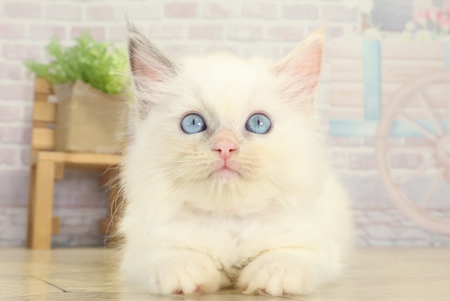 三重県のラグドール (Coo&RIKU津高茶屋店/2025年9月8日生まれ/女の子/ブルートーティーポイント)の子猫の1枚目の画像