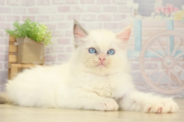 三重県のラグドール (Coo&RIKU津高茶屋店/2025年9月8日生まれ/女の子/ブルートーティーポイント)の子猫の2枚目の画像