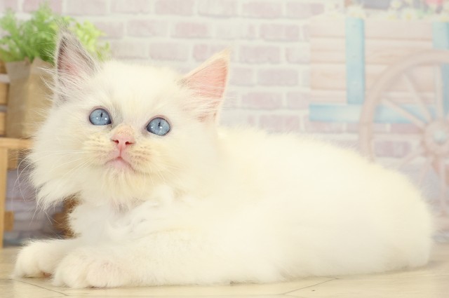 三重県のラグドール (Coo&RIKU津高茶屋店/2025年9月8日生まれ/女の子/ブルートーティーポイント)の子猫の3枚目の画像