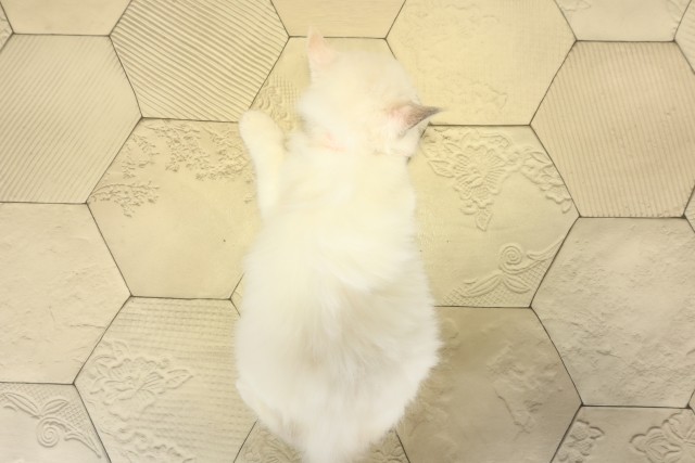 三重県のラグドール (Coo&RIKU津高茶屋店/2025年9月8日生まれ/女の子/ブルートーティーポイント)の子猫の4枚目の画像