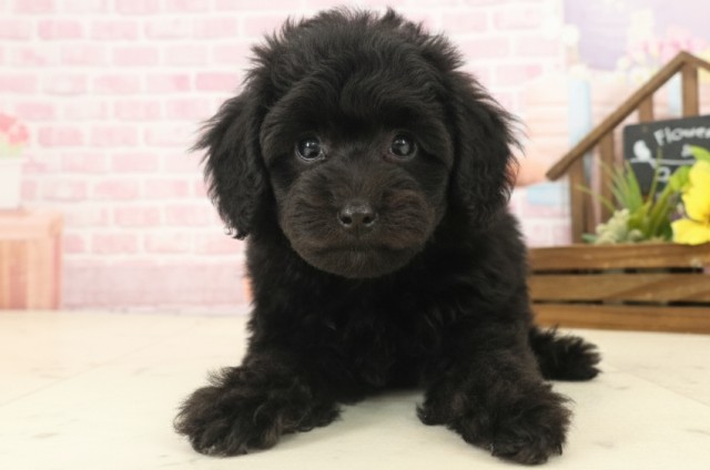 トイ・プードル