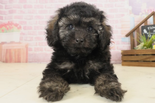 トイ・プードル