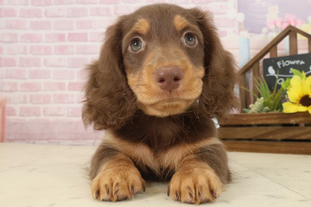 福岡県のミニチュアダックスフンド(ロング) (Coo&RIKU大牟田店/2025年9月8日生まれ/男の子/チョコレートタン)の子犬の1枚目の画像