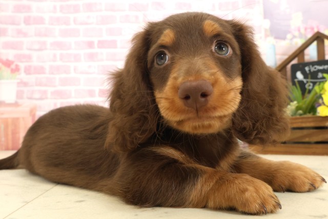 福岡県のミニチュアダックスフンド(ロング) (Coo&RIKU大牟田店/2025年9月8日生まれ/男の子/チョコレートタン)の子犬の2枚目の画像