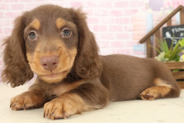 福岡県のミニチュアダックスフンド(ロング) (Coo&RIKU大牟田店/2025年9月8日生まれ/男の子/チョコレートタン)の子犬の3枚目の画像