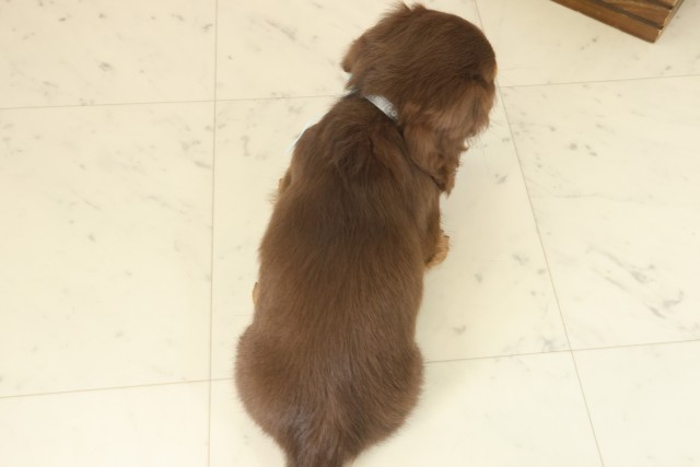 福岡県のミニチュアダックスフンド(ロング) (Coo&RIKU大牟田店/2025年9月8日生まれ/男の子/チョコレートタン)の子犬の4枚目の画像