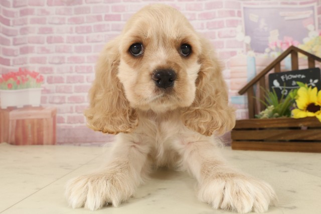 福岡県のアメリカンコッカースパニエル (Coo&RIKU黒崎店/2025年9月9日生まれ/男の子/バフ)の子犬