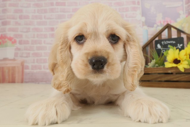 福岡県のアメリカンコッカースパニエル (Coo&RIKU福岡西店/2025年9月9日生まれ/男の子/バフ)の子犬