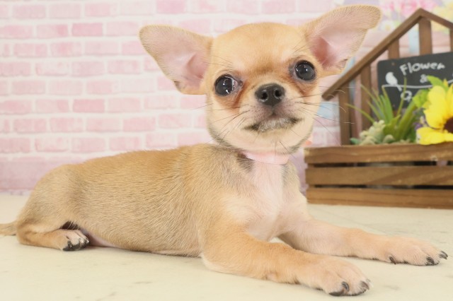 鹿児島県のチワワ(スムース) (Coo&RIKU鹿屋店/2025年9月9日生まれ/女の子/フォーンホワイト)の子犬の2枚目の画像