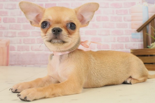 鹿児島県のチワワ(スムース) (Coo&RIKU鹿屋店/2025年9月9日生まれ/女の子/フォーンホワイト)の子犬の3枚目の画像