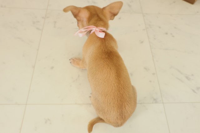 鹿児島県のチワワ(スムース) (Coo&RIKU鹿屋店/2025年9月9日生まれ/女の子/フォーンホワイト)の子犬の4枚目の画像