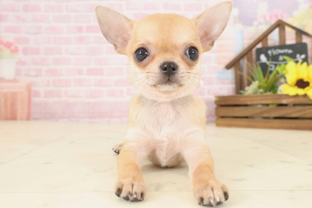 福岡県のチワワ(スムース) (Coo&RIKUゆめタウン飯塚店/2025年9月9日生まれ/女の子/フォーンホワイト)の子犬