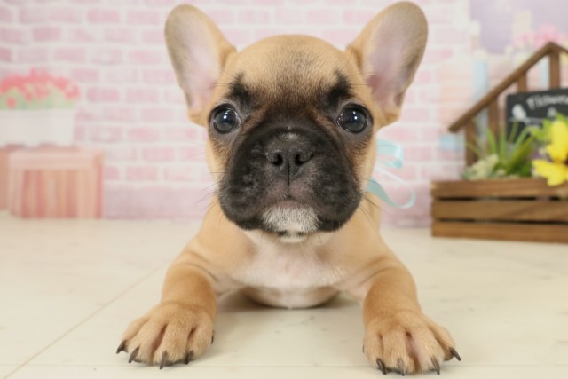 熊本県のフレンチブルドッグ (Coo&RIKU宇土シティモール店/2025年9月9日生まれ/男の子/フォーン)の子犬