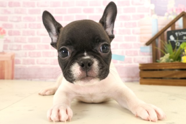 福岡県のフレンチブルドッグ (Coo&RIKU黒崎店/2025年9月9日生まれ/男の子/パイド)の子犬