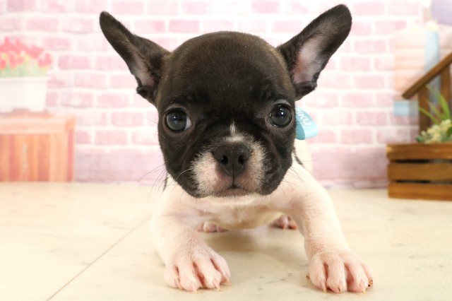 フレンチブルドッグ