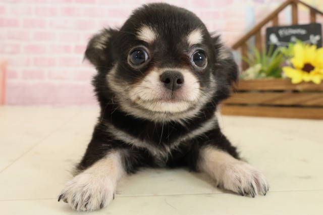 福岡県のチワワ(ロング) (Coo&RIKU筑後店/2025年9月8日生まれ/男の子/ブラックタン)の子犬の1枚目の画像