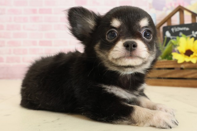 福岡県のチワワ(ロング) (Coo&RIKU筑後店/2025年9月8日生まれ/男の子/ブラックタン)の子犬の2枚目の画像