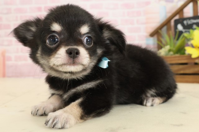 福岡県のチワワ(ロング) (Coo&RIKU筑後店/2025年9月8日生まれ/男の子/ブラックタン)の子犬の3枚目の画像