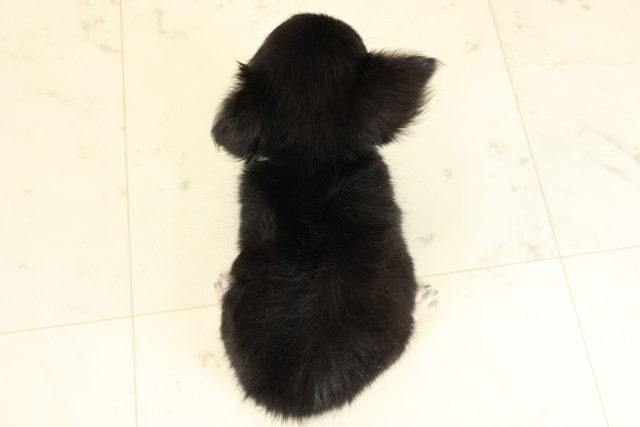 福岡県のチワワ(ロング) (Coo&RIKU筑後店/2025年9月8日生まれ/男の子/ブラックタン)の子犬の4枚目の画像