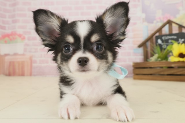 熊本県のチワワ(ロング) (Coo&RIKUカリーノ玉名店/2025年9月8日生まれ/男の子/ブラックタン)の子犬