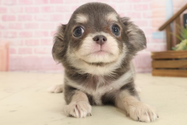 大分県のチワワ(ロング) (Coo&RIKU大分店/2025年9月8日生まれ/女の子/ブルータン)の子犬