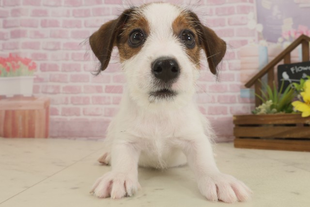 福岡県のジャックラッセルテリア (Coo&RIKU筑後店/2025年9月2日生まれ/男の子/タンホワイト)の子犬の1枚目の画像