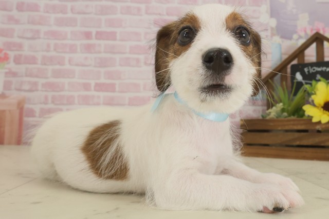 福岡県のジャックラッセルテリア (Coo&RIKU筑後店/2025年9月2日生まれ/男の子/タンホワイト)の子犬の2枚目の画像