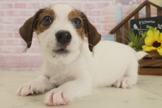 福岡県のジャックラッセルテリア (Coo&RIKU筑後店/2025年9月2日生まれ/男の子/タンホワイト)の子犬の3枚目の画像