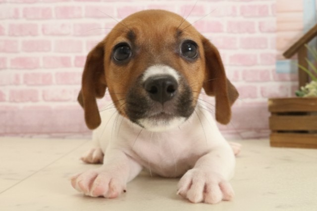 ジャックラッセルテリア