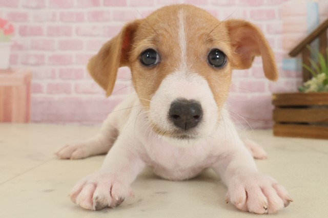 ジャックラッセルテリア