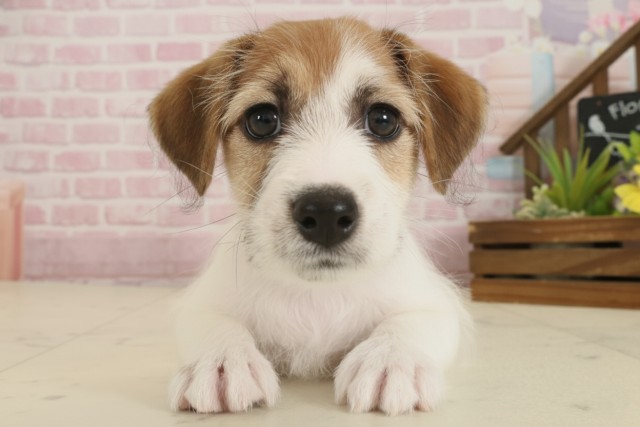 福岡県のジャックラッセルテリア (Coo&RIKU行橋店/2025年9月2日生まれ/女の子/タンホワイト)の子犬の1枚目の画像